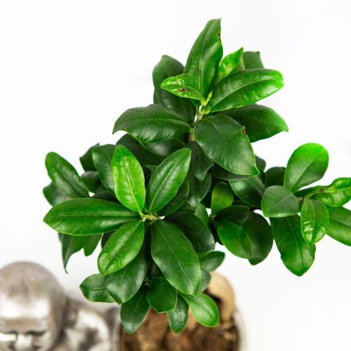 Фикус гинсенг Ficus Ginseng In Chinese Buddha 40/29