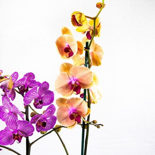 Фаленопсис 1 ствол микс Phalaenopsis 1st mix 75+/12 (Н)