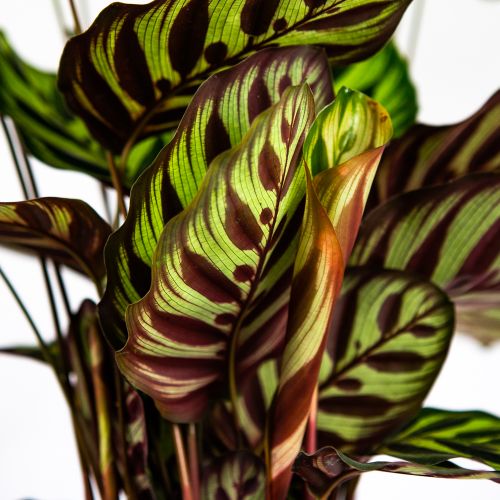 Калатея Макоя Calathea makoyana 45/14