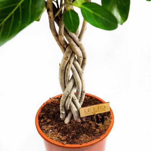 Фикус бенгальский переплетенный Ficus benghalensis twisted stem 110/27 (Н)