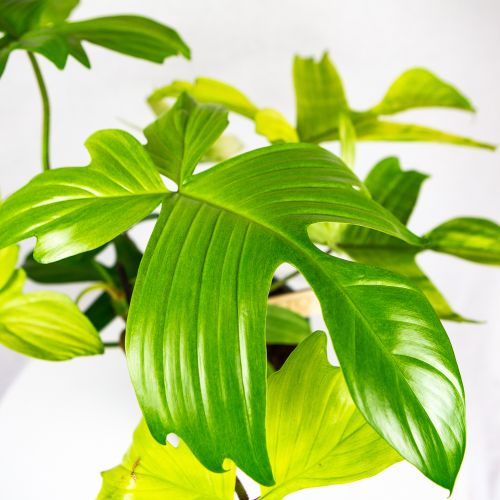 Филодендрон Флорида Гхост Philodendron Florida Ghost 70/19