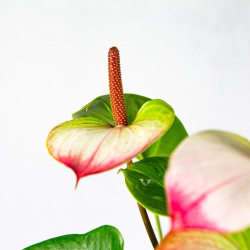 Антуриум Андре Амалия Элеганс Anthurium andraeanum Amalia Elegance 60/17