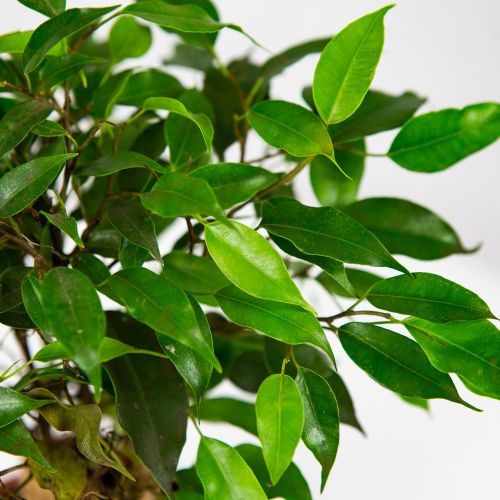 Фикус Бенджамина Грин Кинки Ficus benjamina Green Kinky 27/12