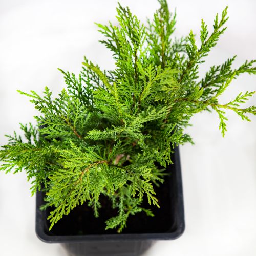 Можжевельник казацкий Тамарисцифолия Juniperus sabina Tamariscifolia 2л (ЗК)