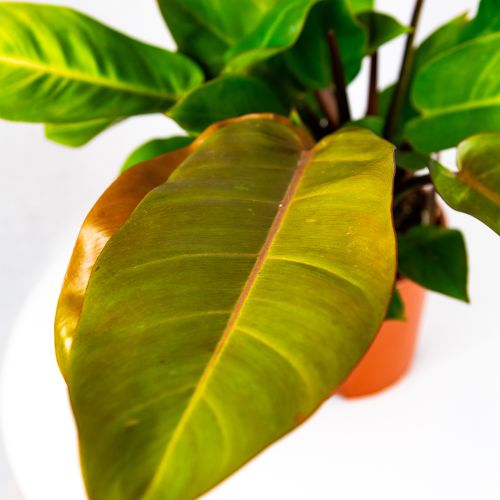 Филодендрон Принц оф Оранж Philodendron Prince of Orange 45/17 (Н)