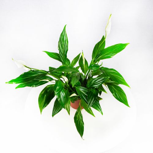 Спатифиллум Свит Чико Spathiphyllum Sweet Chico 55/13