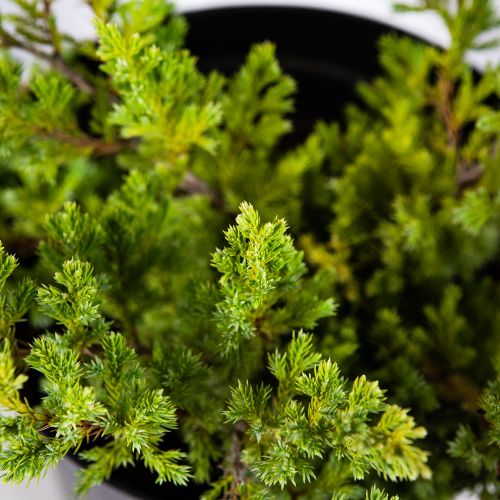 Можжевельник чешуйчатый Блю Швед Juniperus squamata Blue Swede 10л (ЗК)