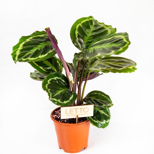 Калатея Медальон Calathea Medallion 45/14 (Н)