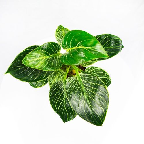 Филодендрон Биркин Philodendron Birkin  35/14