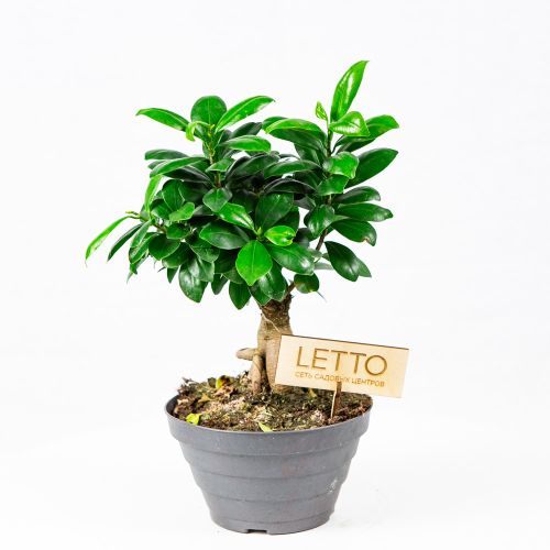 Фикус гинсенг Ficus ginseng 40/17 (Н)