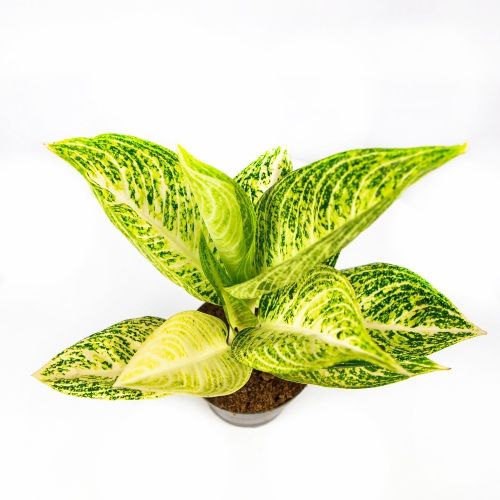 Аглаонема Полар Спринтайм Aglaonema Polar Springtime 35/12 (Н)