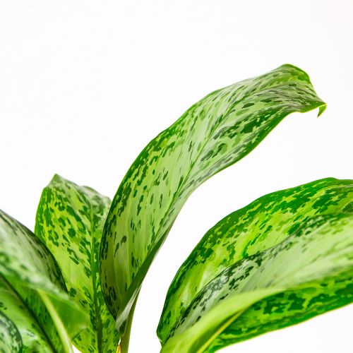 Аглаонема Гринлайт Aglaonema Greenlight 55/17 (Н)