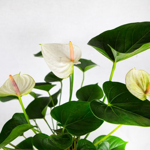 Антуриум Андре Адиос Спринг Anthurium andraeanum Adios Spring 6+ 55/17