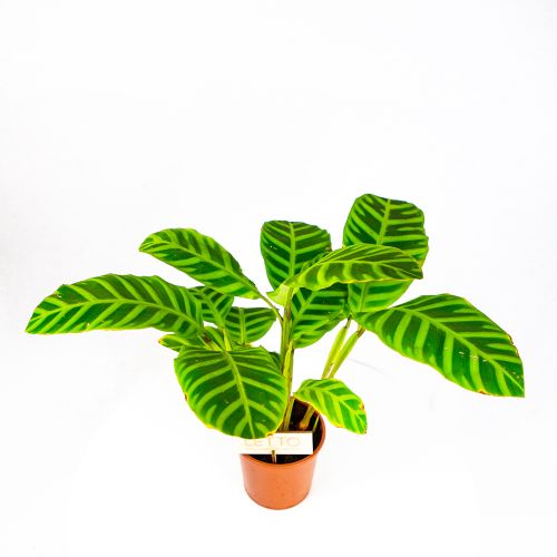 Калатея полосатая Calathea zebrina 50/14