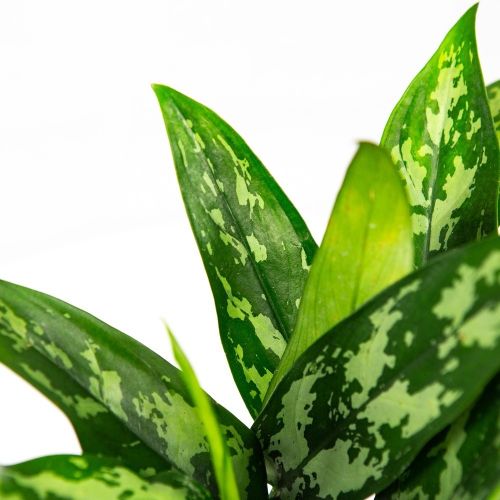 Аглаонема Мария Aglaonema Maria 30/12 (Н)