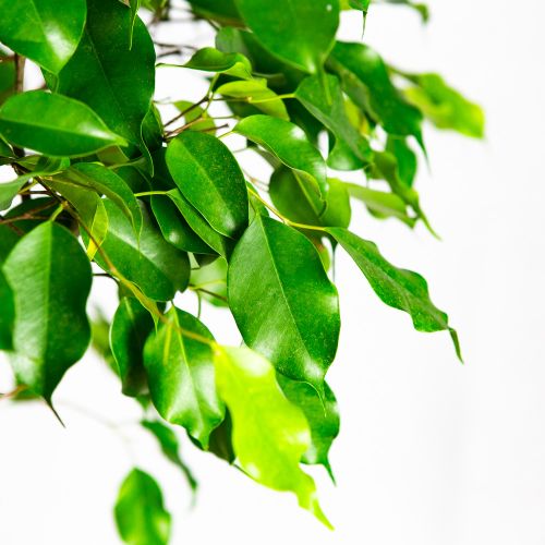 Фикус Бенджамина Экзотика спутанный Ficus benjamina Exotica mat 140/30