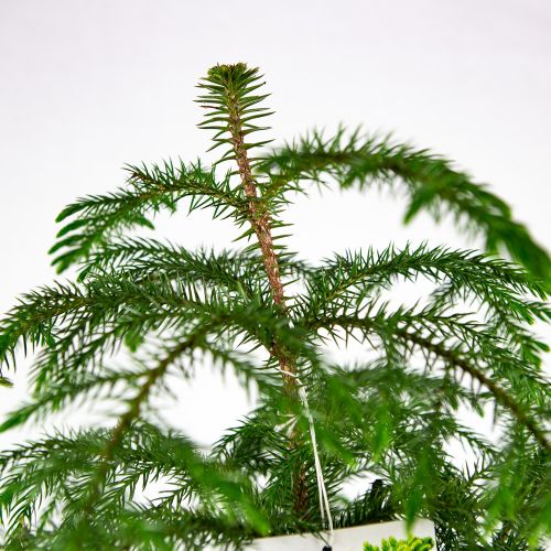 Араукария разнолистная Araucaria heterophylla 3 pp 65/19 (Н)