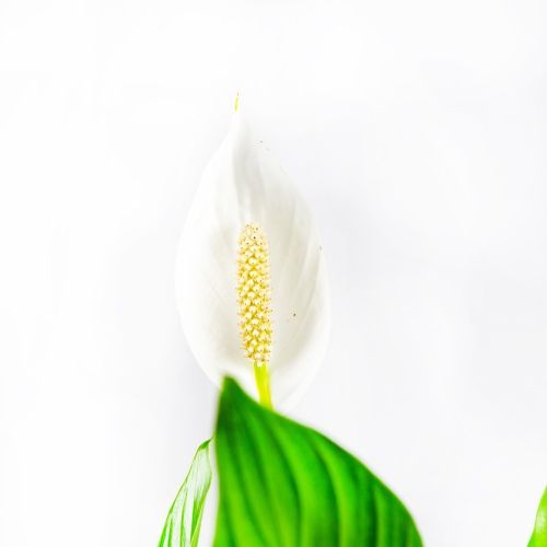 Спатифиллум Бинго Купидо Spathiphyllum Bingo Cupido 80/19