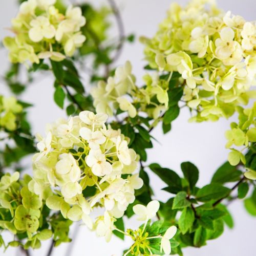 Гортензия метельчатая Сандей Фрайз Hydrangea paniculata Sundae Fraise 2л/3л (ГМ)