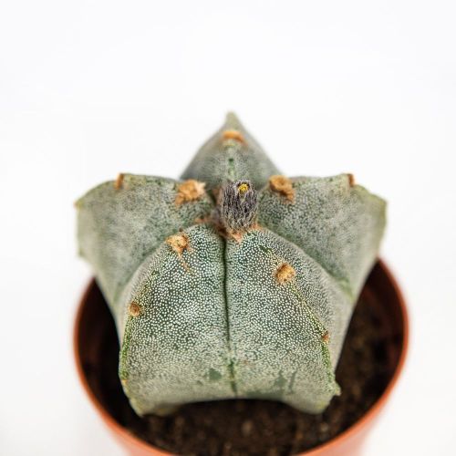 Астрофитум  микс Astrophytum Mix 15/8,5