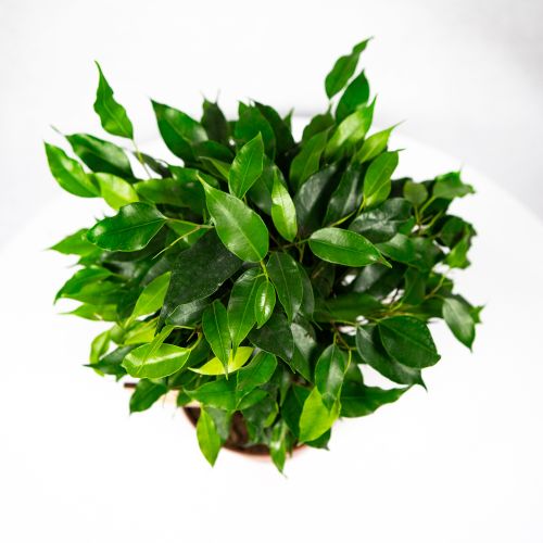 Фикус Бенджамина Грин Кинки Ficus benjamina Green  Kinky  Jute  30/12 