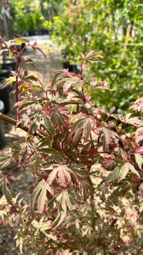 Клен веерный / дланевидный Shirazz 12лт 100/125 Acer palmatum (И)