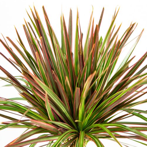 Драцена Колорама Dracaena Colorama 60-30-15 110/21