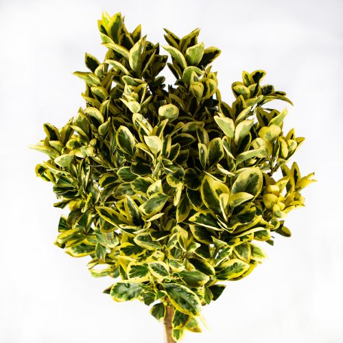 Бересклет японский Браво 1/2 ШТАМБ Euonymus japonicus Bravo 18л (И)