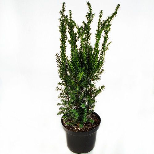 Тис средний Хилли 60/70 Taxus x media Hilliii 7,5л (Н)