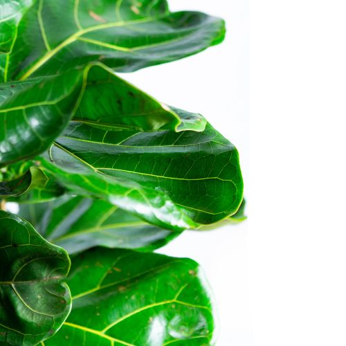 Фикус лировидный 3 ствола Ficus lyrata 3 pp 160/24