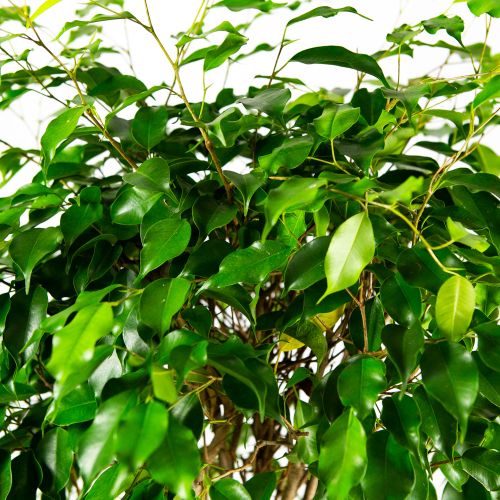 Фикус Бенджамина Экзотика переплетенный Ficus benjamina Exotica twisted stem 140/27 (Н)