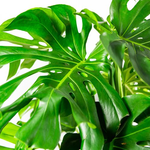 Монстера деликатесная Monstera deliciosa 130/27