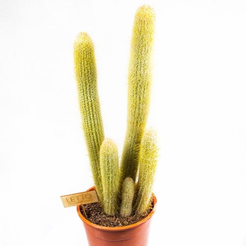 Кактус аустроцефалоцереус Дыбовского Cactus Austrocephalocereus Dybowskii 50/21 (Н)