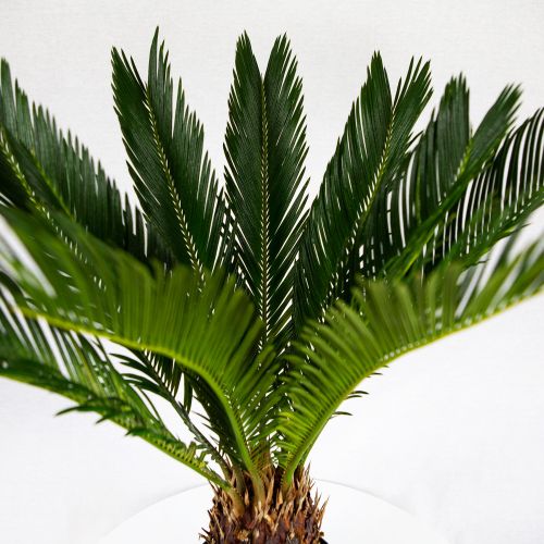 Саговник поникающий Cycas revoluta 70/17