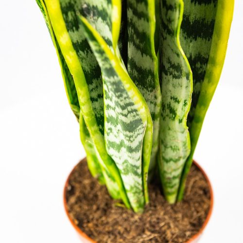 Сансевиерия трёхполосная Sansevieria laurentii 50/14