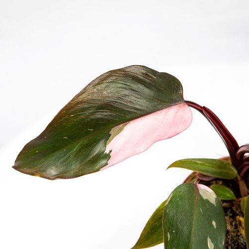 Филодендрон Пинк Принцесс Philodendron Pink Princess 40/12 (Н)