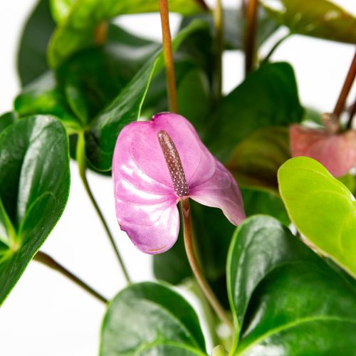 Антуриум Андре Кавалли Anthurium andraeanum Cavalli 6+ 65/17 (Н)