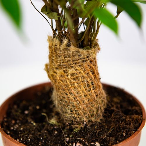 Фикус Бенджамина Грин Кинки Ficus benjamina Green Kinky 27/12