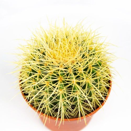 Эхинокактус Грузона Echinocactus grusonii 22/15