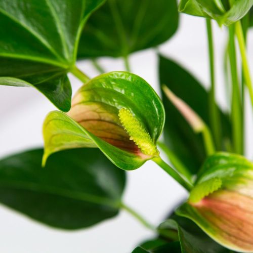 Антуриум Андре Карма Джоли Дуо Anthurium andraeanum Karma Joli Duo 5+ 43/12 (Н)