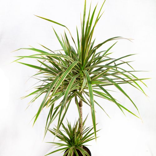 Драцена Биколор Dracaena Bicolor 45-15 100/19 (Н)