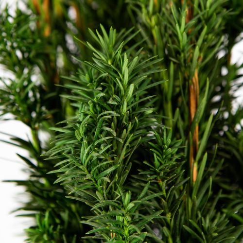 Тис ягодный Фастигиата Робуста 100/+ Taxus baccata Fastigiata Robusta 10л (Н)