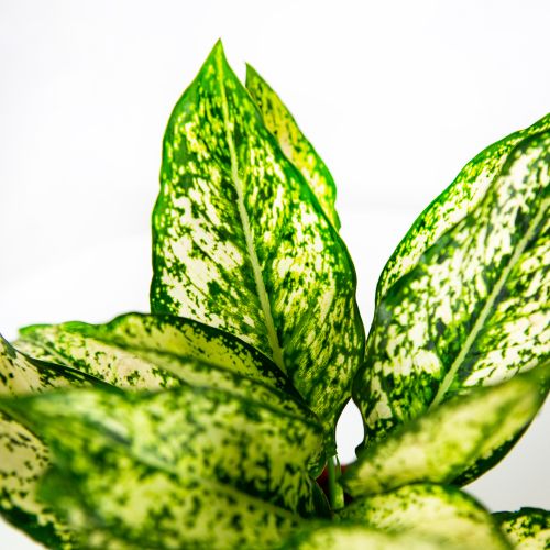 Аглаонема Фест Даймонд Aglaonema First Diamond 35/12