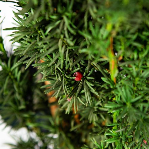 Тис ягодный Фастигиата Робуста 100/+ Taxus baccata Fastigiata Robusta 10л (Н)