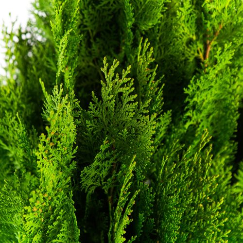 Туя восточная Ауреа Нана 60/80 Thuja orientalis Aurea Nana 25л (ЗК)