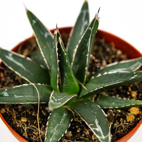 Агава королевы Виктории Agave victoriae-reginae Potcover 12,5/10,5 (Н)