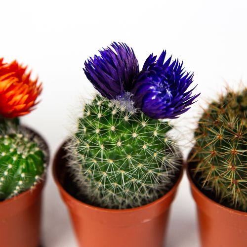 Кактус микс Cactus dryflowers mix 8/5,5 (Н)