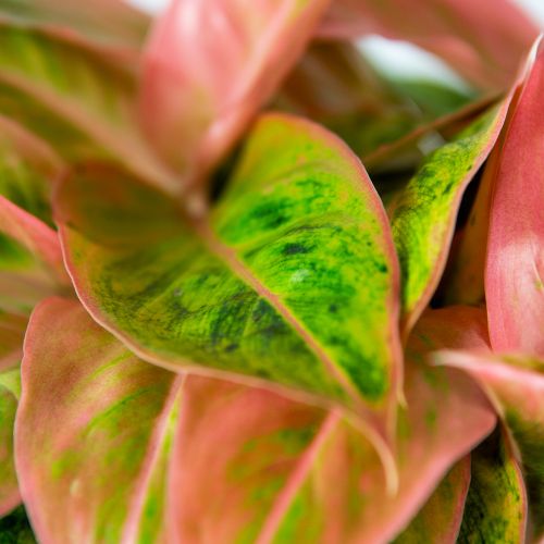 Аглаонема Сальмон Фэнтези Aglaonema Salmon Fantasy 40/19