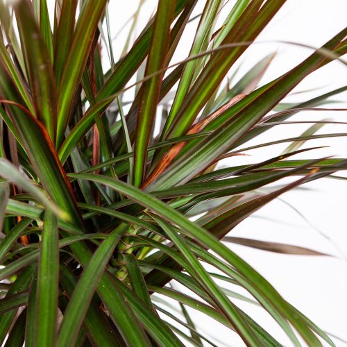 Драцена Маджента Dracaena Magenta 90-60-30-15 150/27