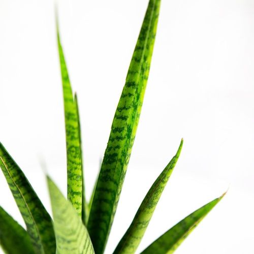 Сансевиерия Sansevieria Pineapple 25/10